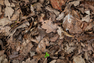 pattern texture old dry last year foliage