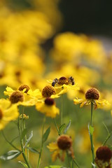 bee on yellow flower