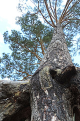 A tall pine tree with rough powerful roots and rhizomes that have come out of the ground