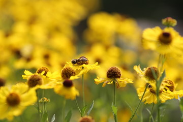 field of yellow flowers