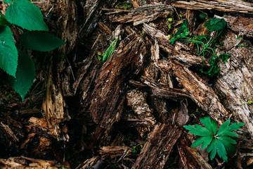 brown pattern texture of old wood chips bark shot close