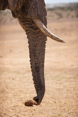 Elephant in Addo Elephant Park