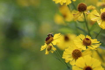 bee on flower