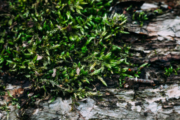 texture pattern of green moss shot close on an old tree trunk