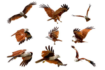 Set The Red eagle fly on the sky in nature at thailand on white background have path