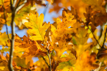 Sunlight through yellow and orange leaves of an oak tree in autumn - background