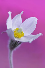 Flower with pink background, crocus flower, springtime