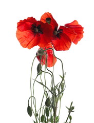 Red poppy flower with buds on stem isolated on white background, clipping path