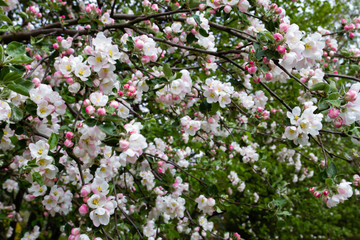 Blooming apple tree. The flowers on the tree are white. Spring.