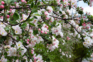 Blooming apple tree. The flowers on the tree are white. Spring.