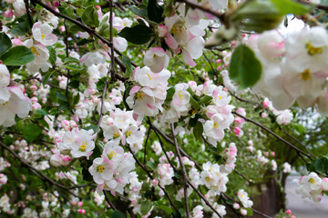 Blooming apple tree. The flowers on the tree are white. Spring.
