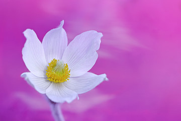 Fototapeta premium Flower with pink background, crocus flower, springtime