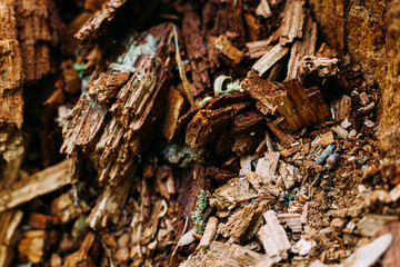 brown pattern texture of old wood chips bark shot close