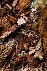 brown pattern texture of old wood chips bark shot close
