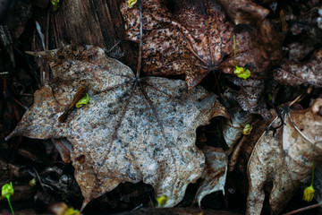 pattern texture old dry last year foliage