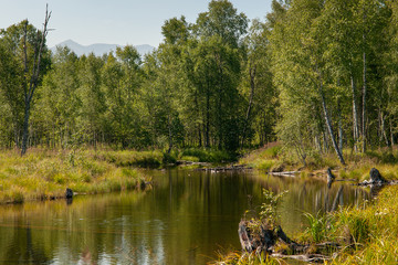 Fototapeta na wymiar Beautiful landscape birch grove and lake with green water