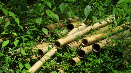 Bamboo Shoots Piled in the Forest
