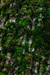 texture pattern of green moss shot close on an old tree trunk