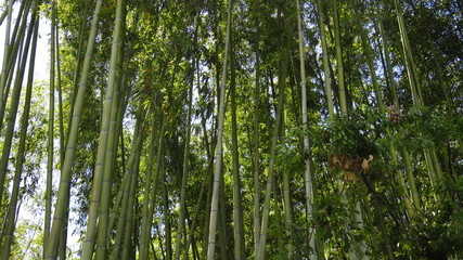 Bamboo Forest in Kyoto, Japan

