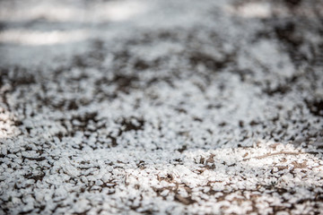 Many white cherry petals fell on the ground. Close up.