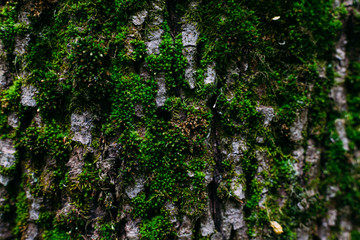texture pattern of green moss shot close on an old tree trunk