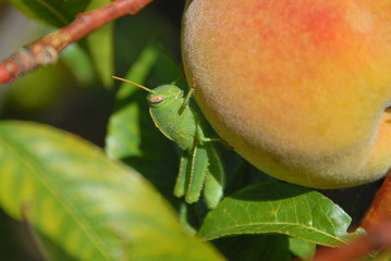 Grüne Grille auf einem Pfirsich, Macro