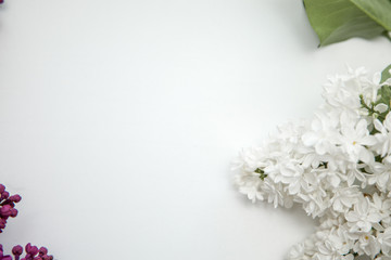 Beautiful lilac on a white background