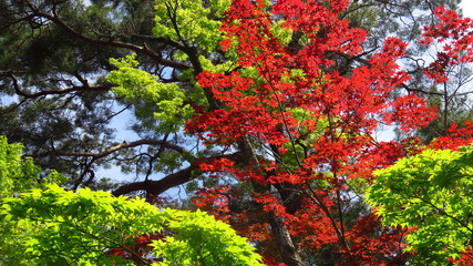 Bright Red and Green Leaf Trees

