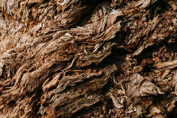 brown pattern texture of old wood chips bark shot close