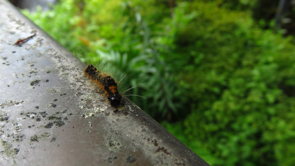 Caterpillar Walking on the Edge of a Fence
