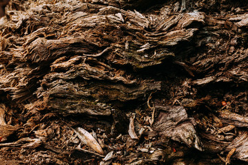 brown pattern texture of old wood chips bark shot close