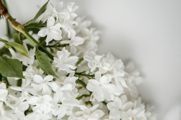 Fototapeta na wymiar Beautiful lilac on a white background