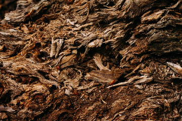 brown pattern texture of old wood chips bark shot close