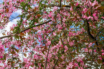 Pink flowers on a tree. Spring. Pink tree against the sky.