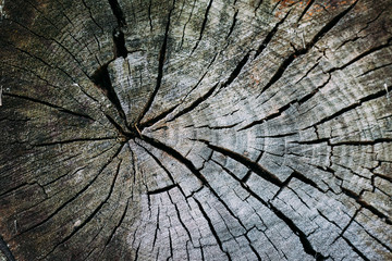 texture pattern brown tree circular saw cut old trunk