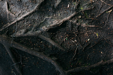 pattern texture of old tree roots in spring forest