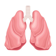 Lungs as Donor Organ for Transplantation Isolated on White Background Vector Illustration