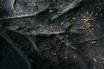 pattern texture of old tree roots in spring forest
