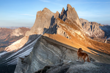 dog in the mountains. Nova Scotia Duck Tolling Retriever on the background of rocks at sunset. . Hiking with a pet