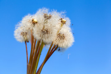 Fototapeta na wymiar bouquet of dandelion (Taraxacum officinale) seeds against blue sky