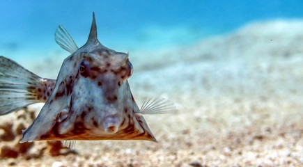 Humpback Turretfish (Tetrosomus gibbosus), Thornback Boxfish in Red Sea, Eilat, Israel