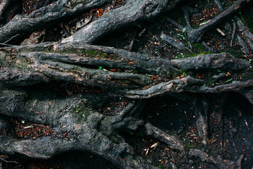 pattern texture of old tree roots in spring forest