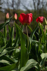 Naklejka premium Saturratrd red tulips that grow in the garden.