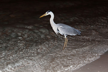 Grey Heron stands on the beach near the Indian Ocean at night, Maldives islands. Beautiful wild bird. Exotic tropical vacation. Soft selective focus. 