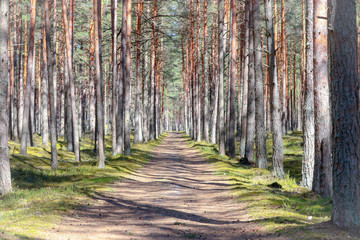 footpath in the woods