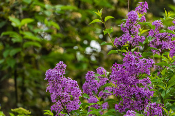 Spring flowering of bushes of pink-purple lilac Syringa microphylla on blurry dark green background. Selective focus. Landscaped garden. Nature concept for design.