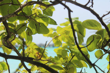Fresh green leaves of tropical nature on foreground and turquoise water of Indian ocean on background. Vegetation of tropical Maldives islands. Sunlight Rays Shine Through branches. Soft focus.