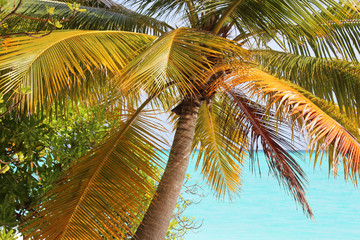 Palm trunk with dry yellow and green leaves. Turquoise water of Indian ocean on backround. Vegetation of tropical Maldives islands. Sunlight Rays Shine Through branches. Soft focus. Jungle nature