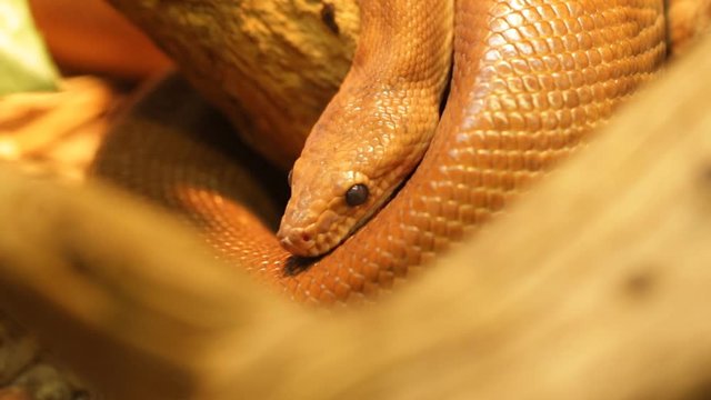 Orange snake curled up in a ball and trying to sleep
