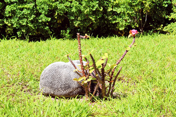 Tropical vegetation on a luxury resort on Maldives island. Coral and exotic flowers. Vacation concept